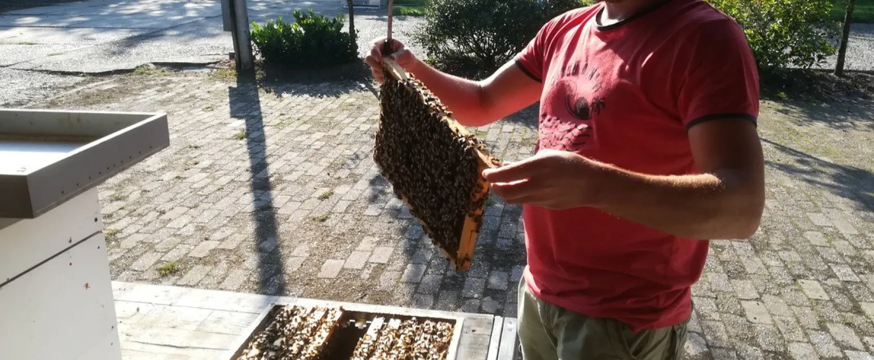 Camping Jacobus Hoeve