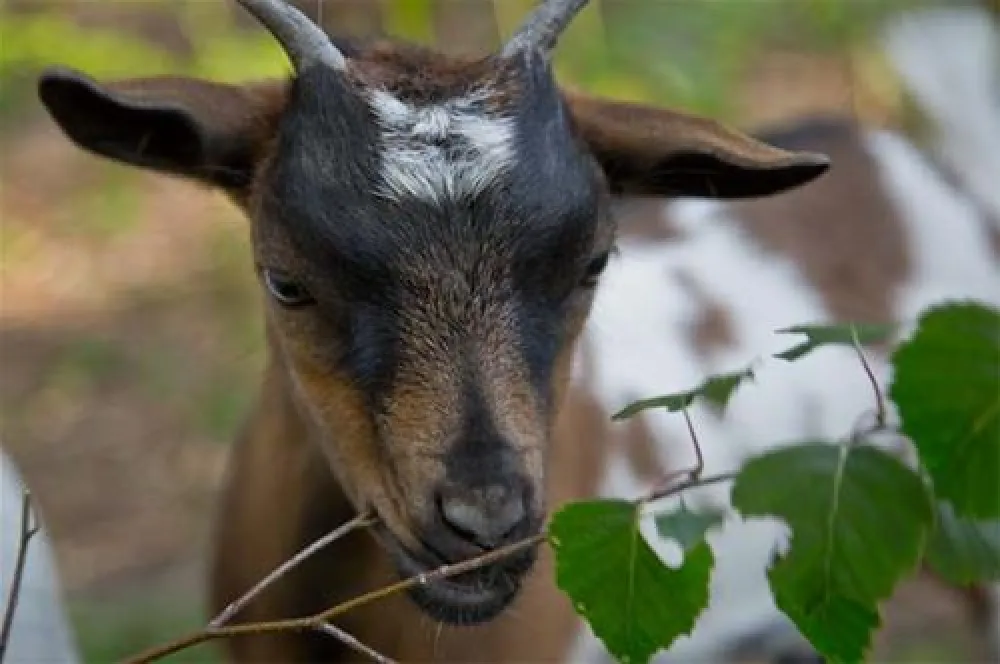 Camping Porte des Vosges  