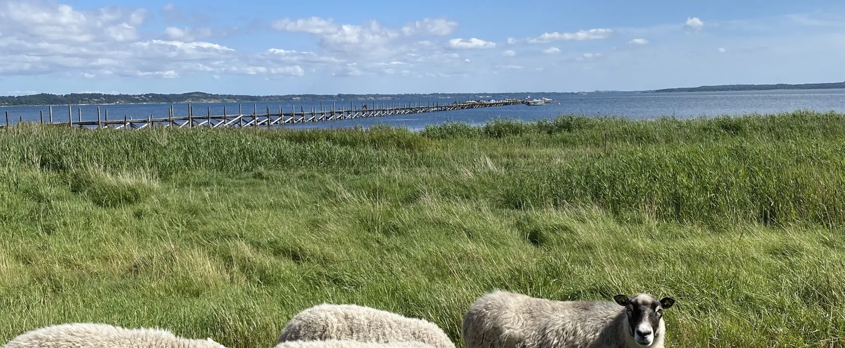 Byaasgaard - Farm Shop & Camping