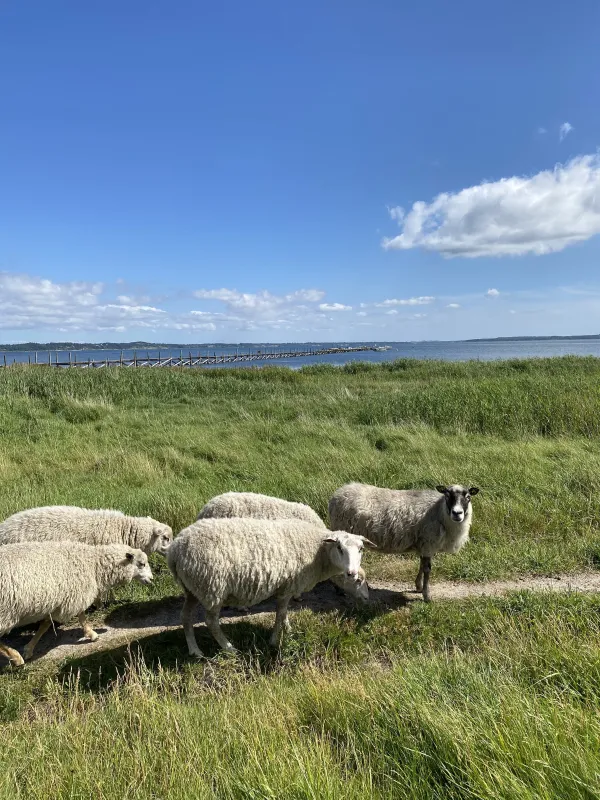 Byaasgaard - Farm Shop & Camping