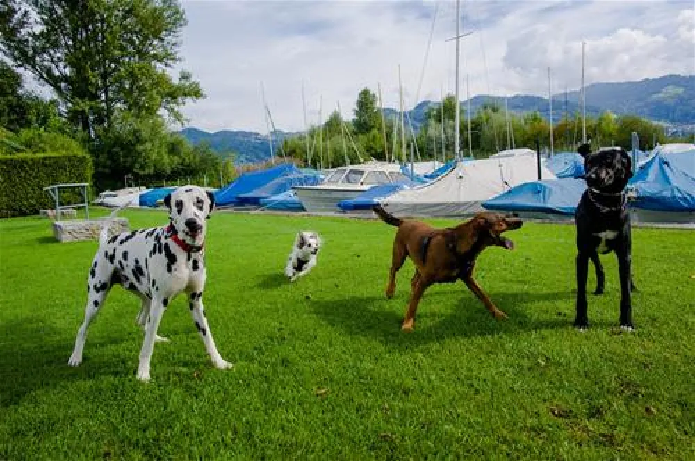 TCS Camping Thunersee