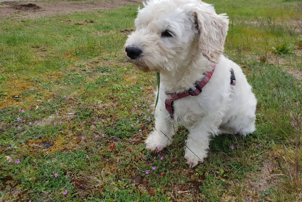 NFP - Natur-und Ferienpark Am Groß Labenzer See