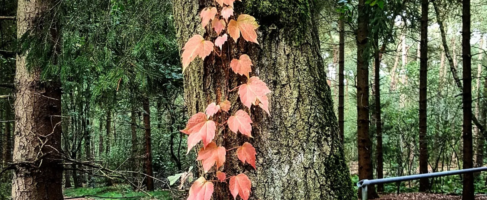 Kampeer & Chaletpark Rustoord/de Paddock