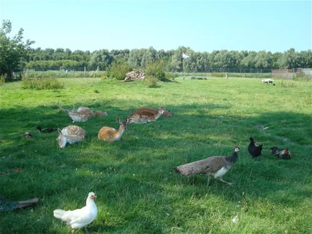 Camping Van der Burgh