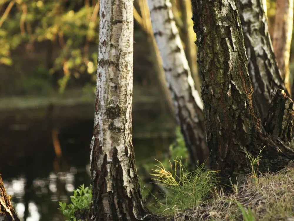 Camp9 nature campground Poland