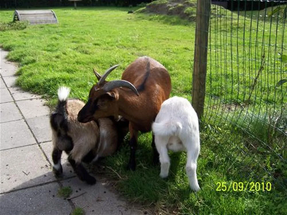 Zeeland Camping Westhove