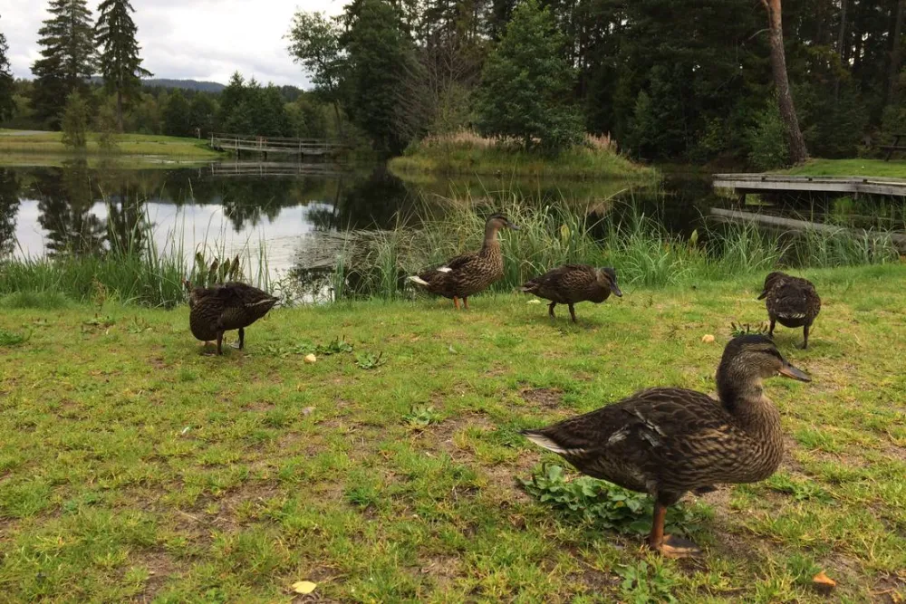 Telemark Kanalcamping