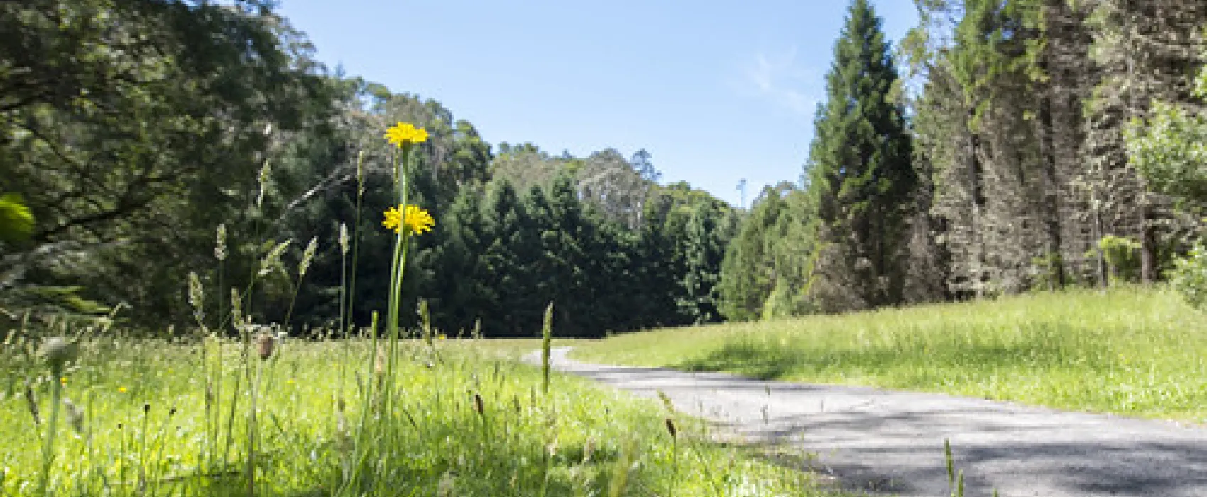 Stevensons Falls Campground