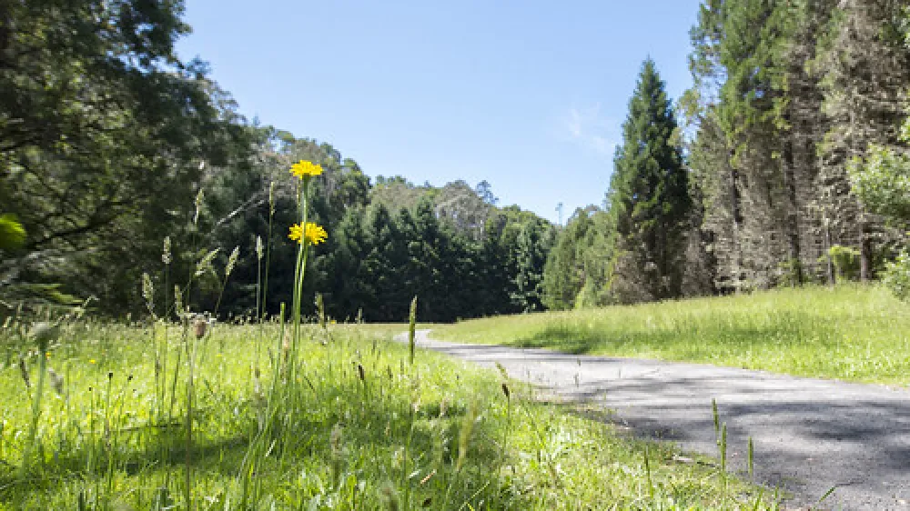 Stevensons Falls Campground