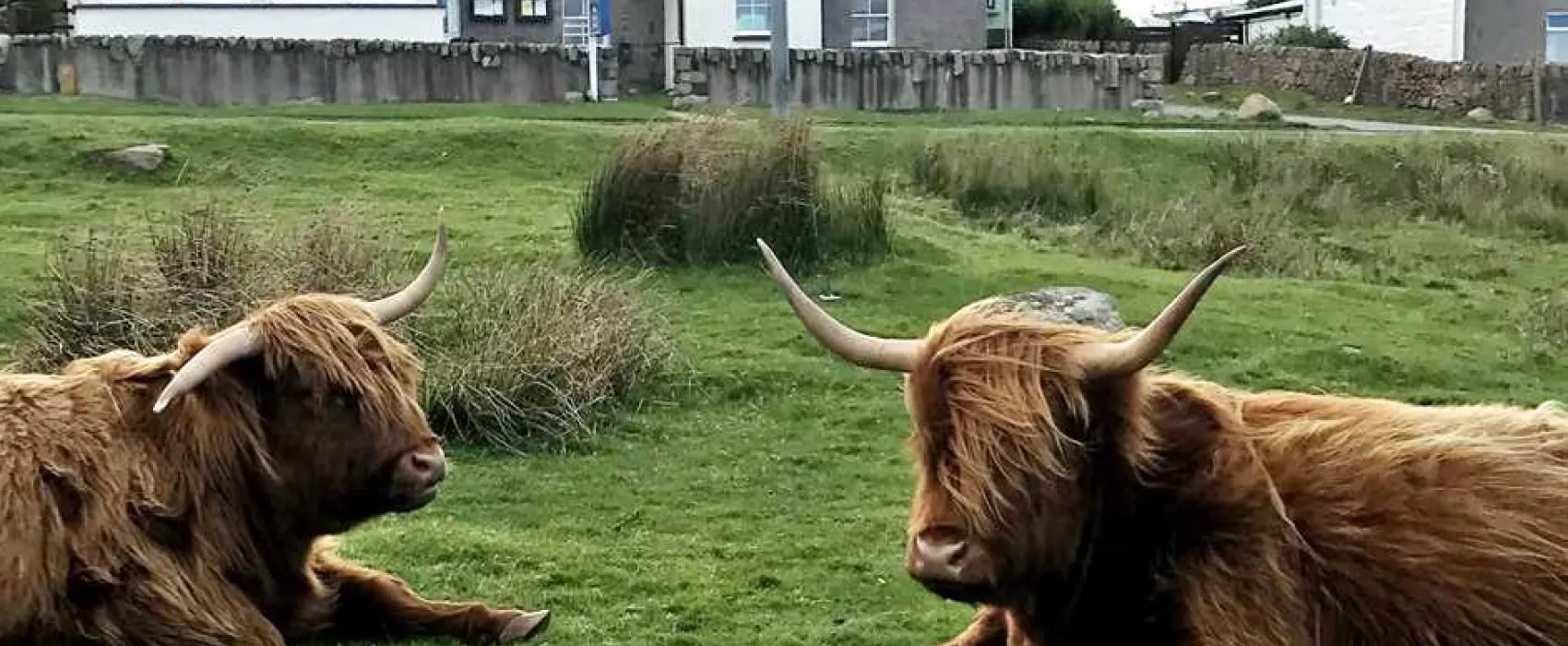 West Highland Way Campsite