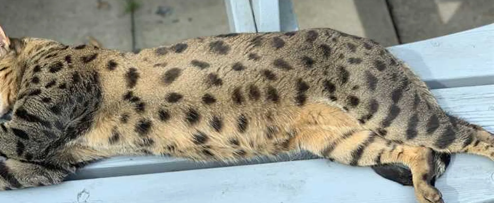 West Highland Way Campsite
