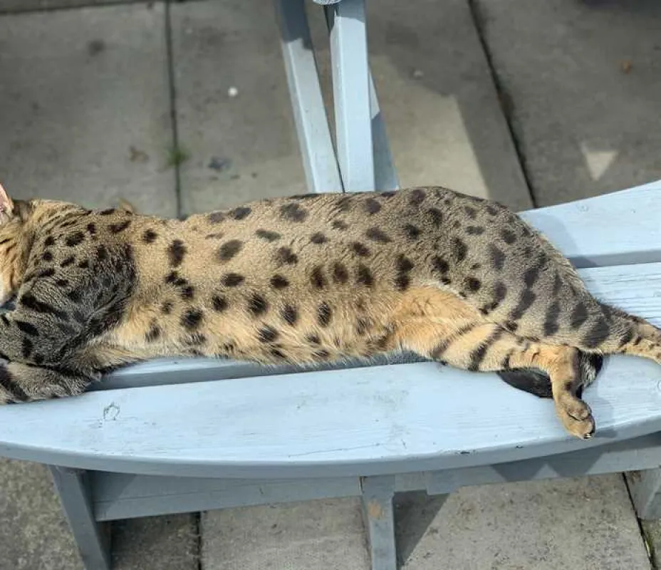 West Highland Way Campsite