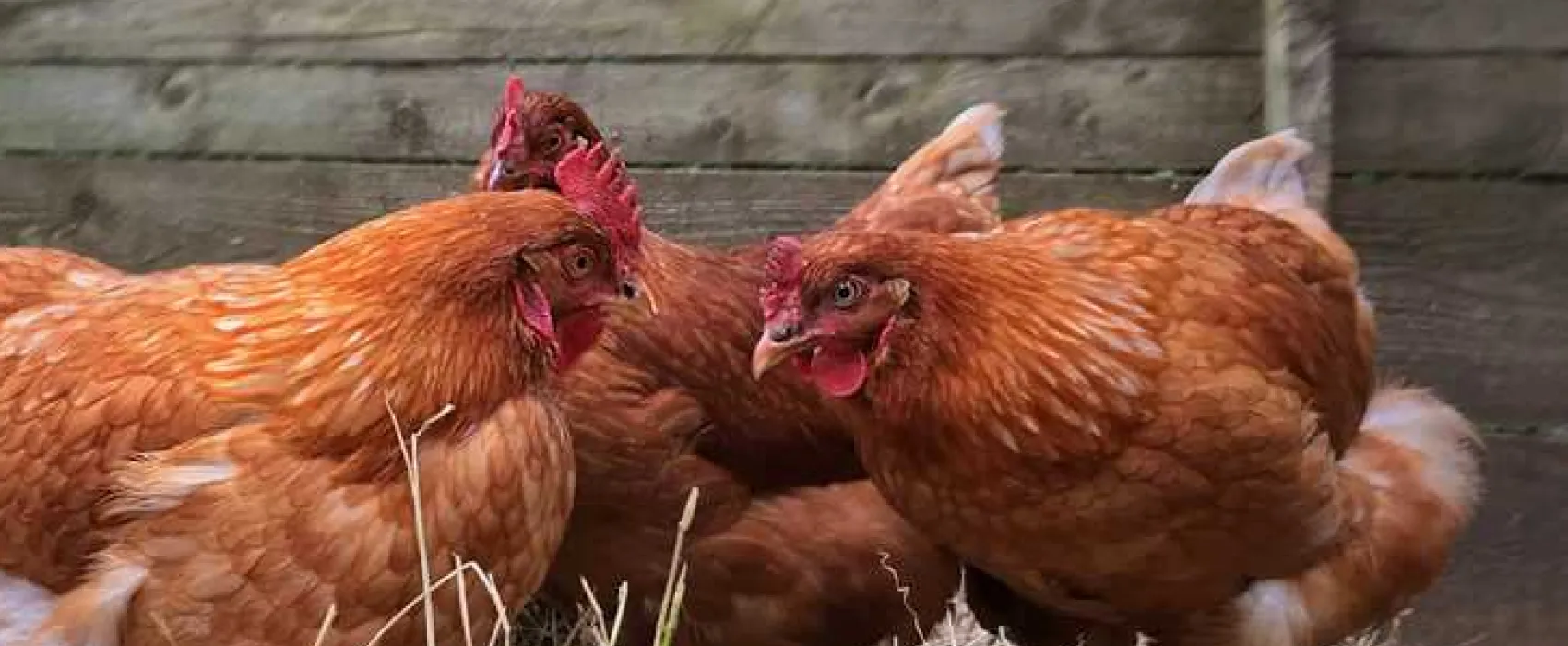 West Highland Way Campsite