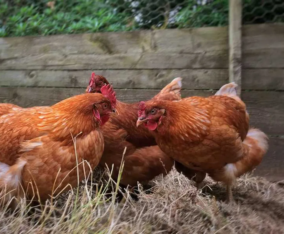 West Highland Way Campsite