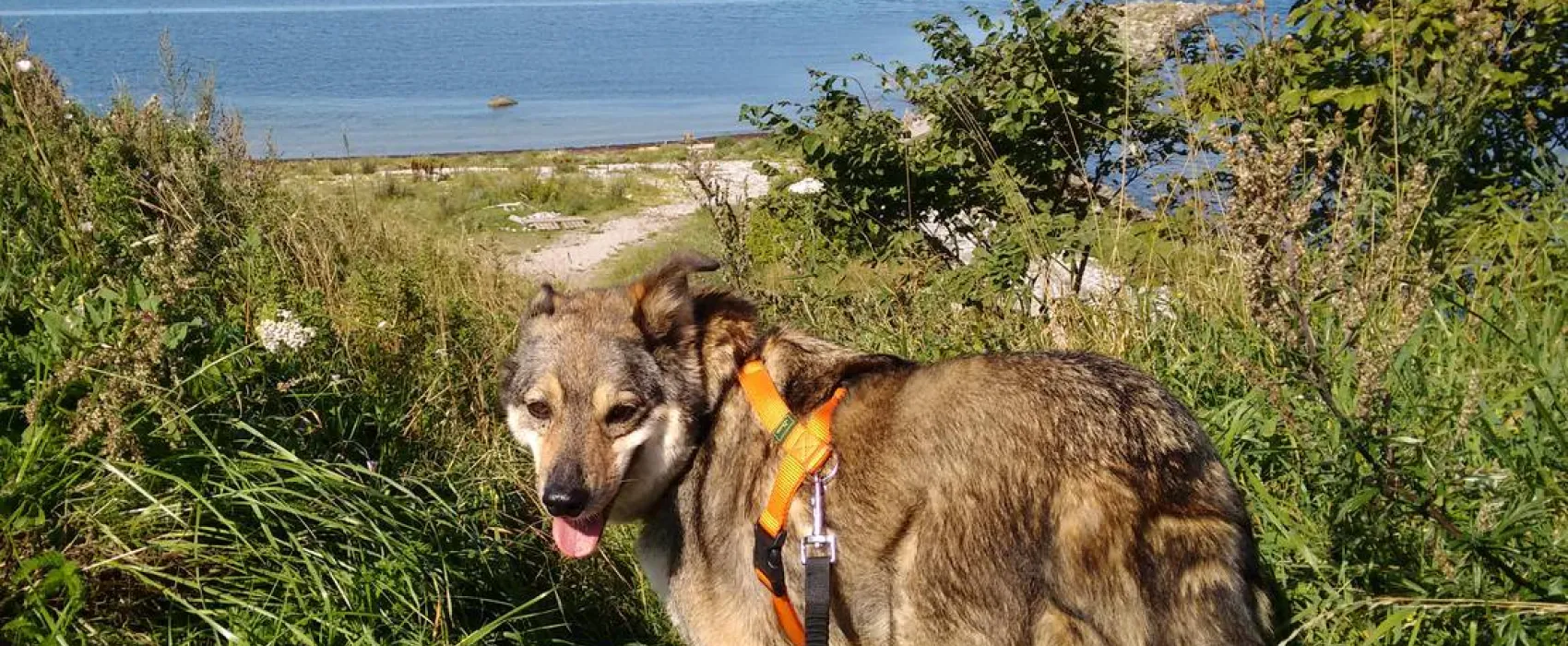 Barsebäckstrand Camping & Stugby