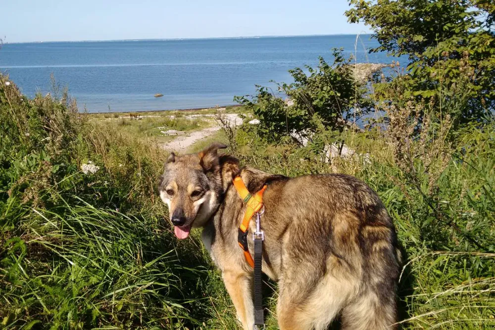 Barsebäckstrand Camping & Stugby