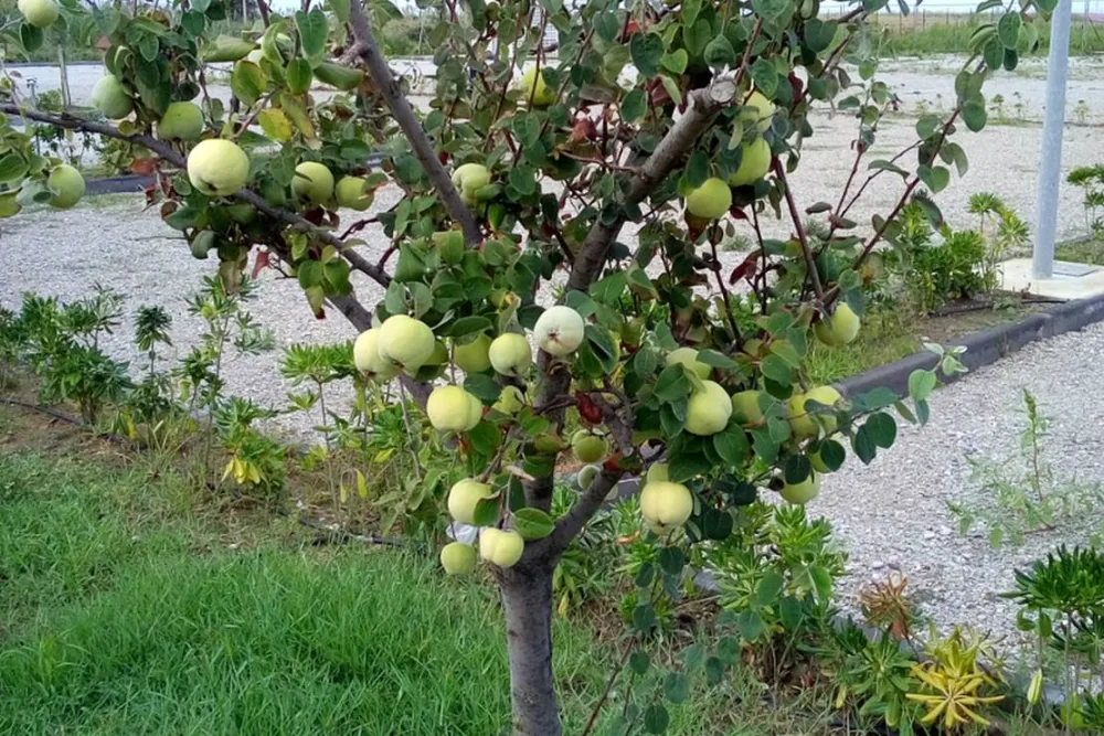 Agricampeggio Alessandra