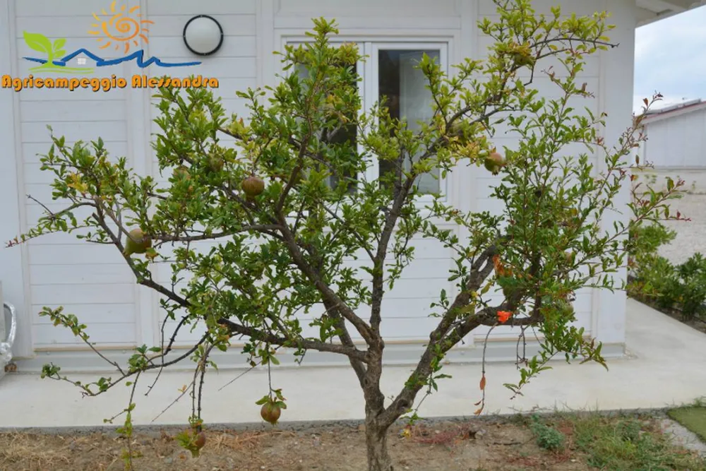 Agricampeggio Alessandra