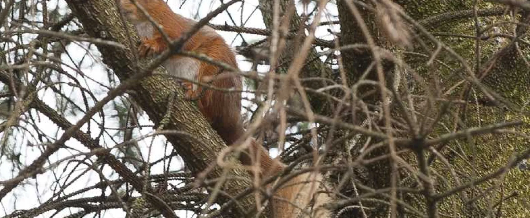 Tarland by Deeside Camping and Caravanning Club Site