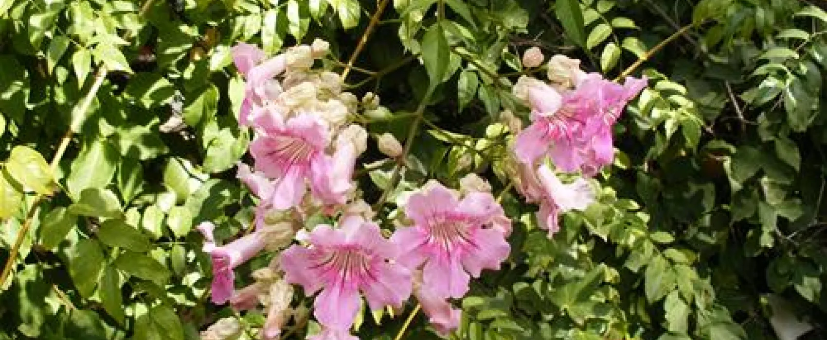 Camping Internacional Las Palmeras