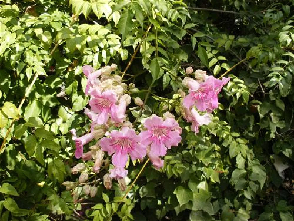 Camping Internacional Las Palmeras