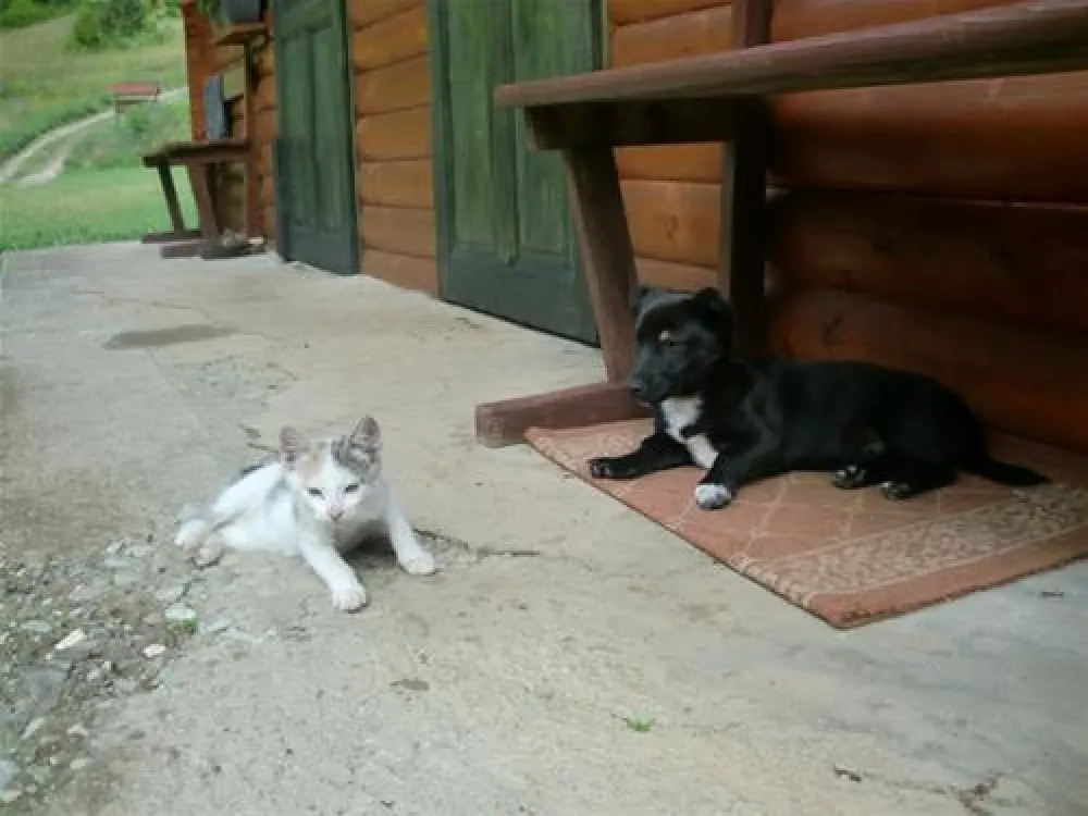 Camp Most(Rafting Rooms Tara)