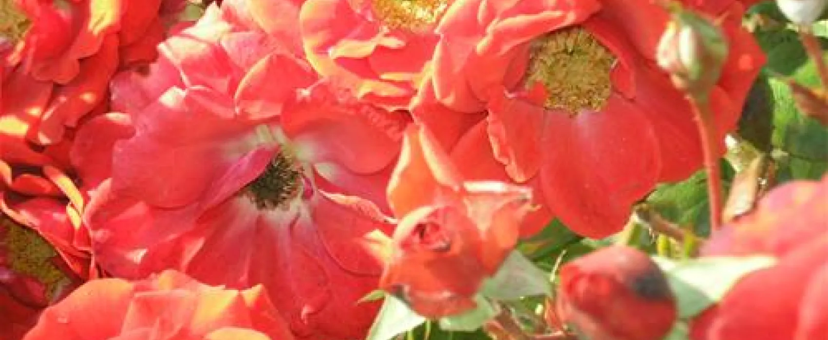 DOMAINE Le Jardin du  Marais