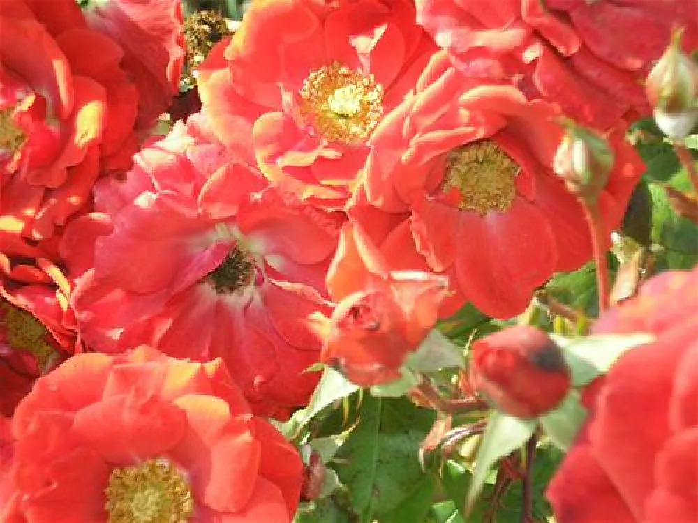 DOMAINE Le Jardin du  Marais