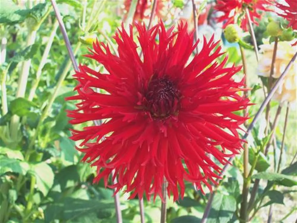 DOMAINE Le Jardin du  Marais