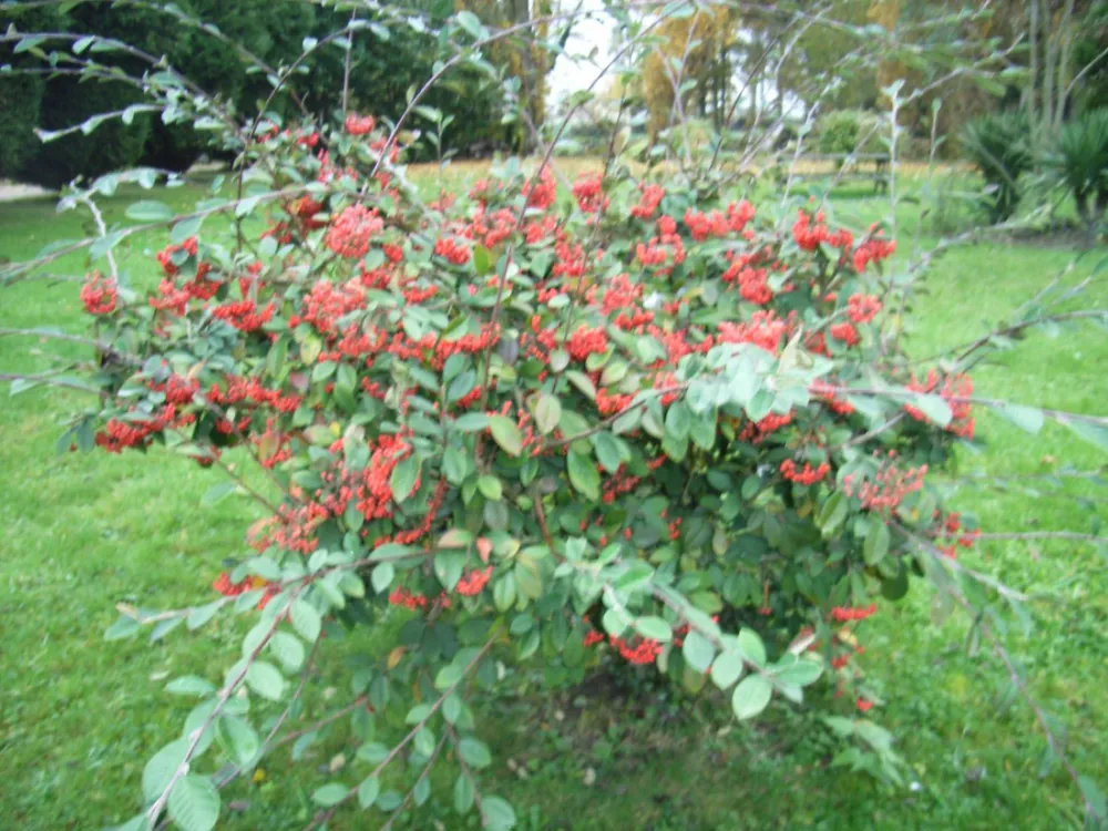Le Château de Chambonnières