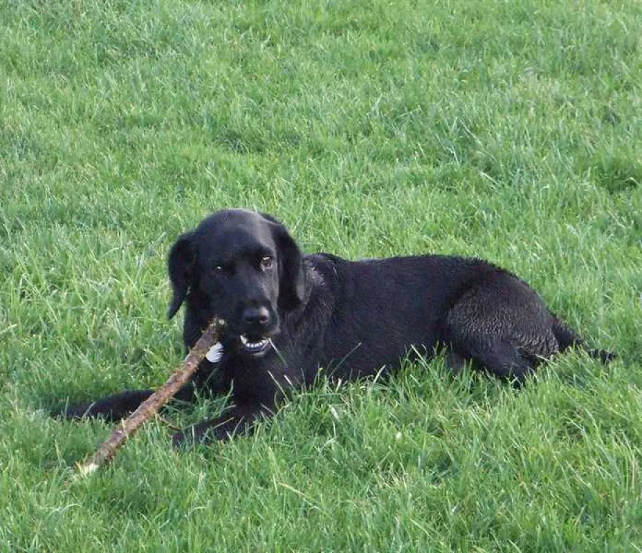 Cambrose Touring Park