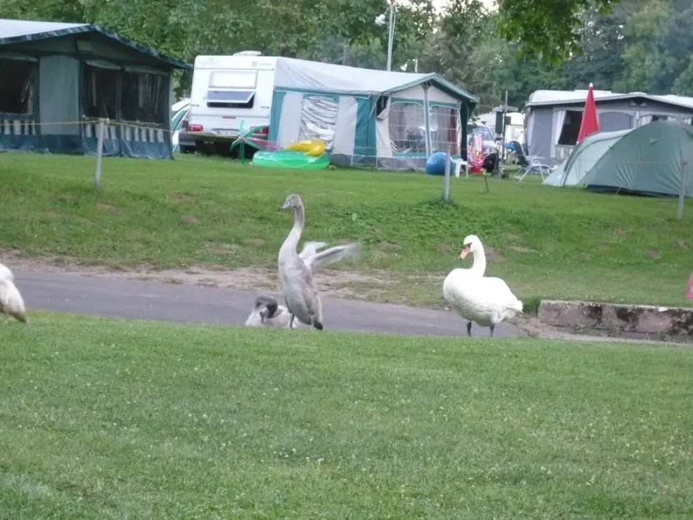 Camping Oranienstein an der Lahn