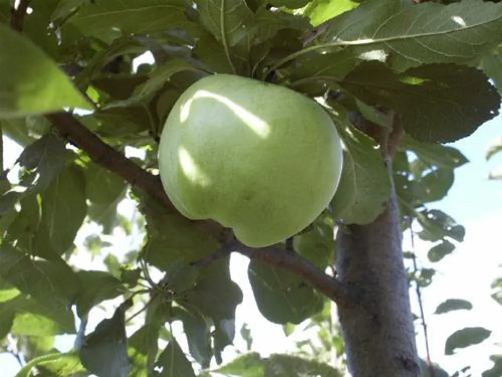 Paradise-Garden Camping