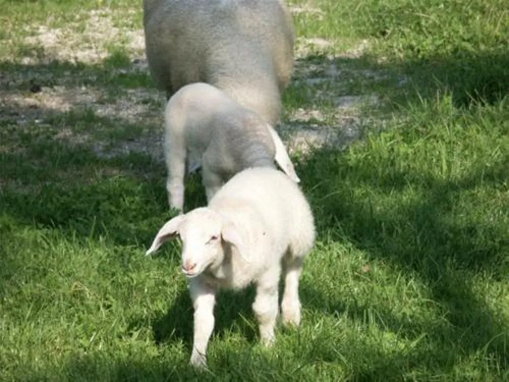 Paradise-Garden Camping