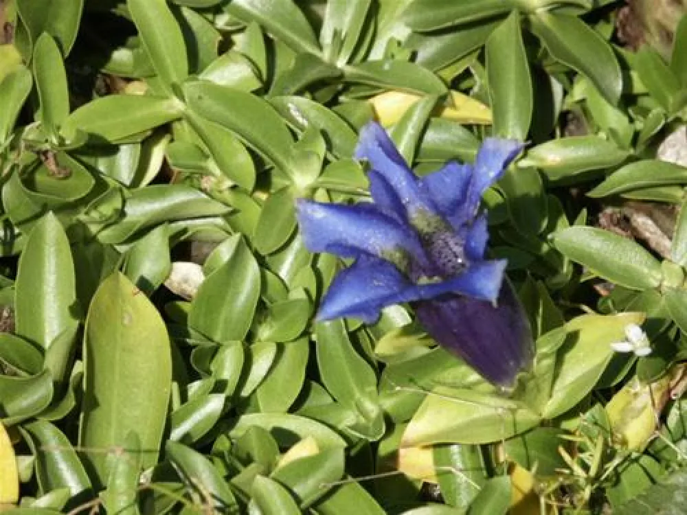 Paradise-Garden Camping