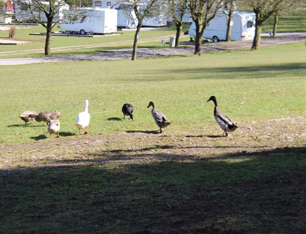 Newhaven Holiday Park