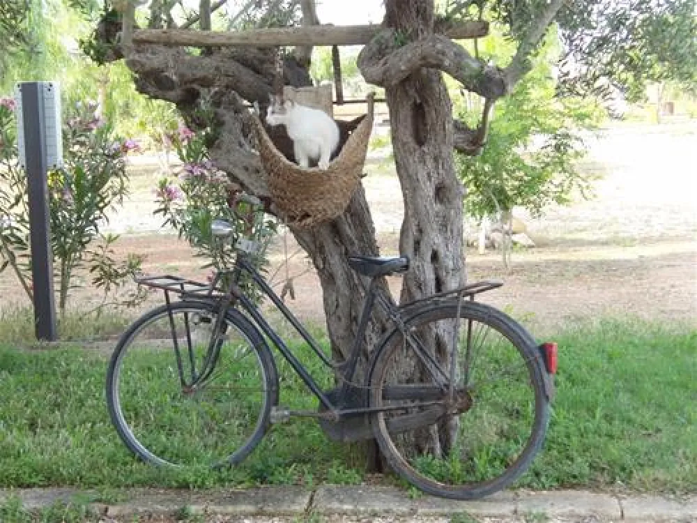 Camping Lilybeo Village