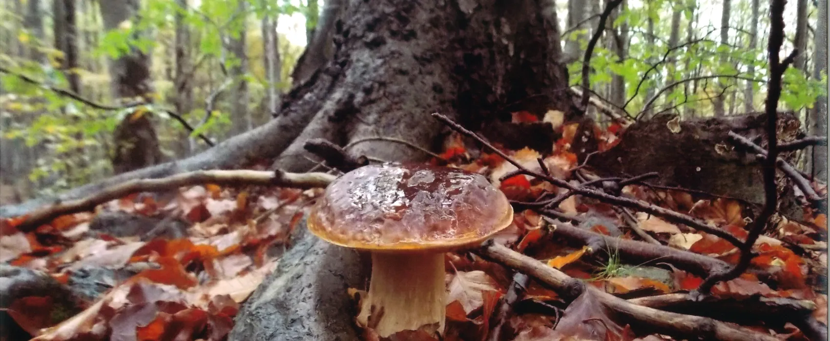 Camping Village - Il Poggio