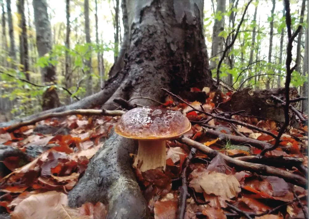 Camping Village - Il Poggio