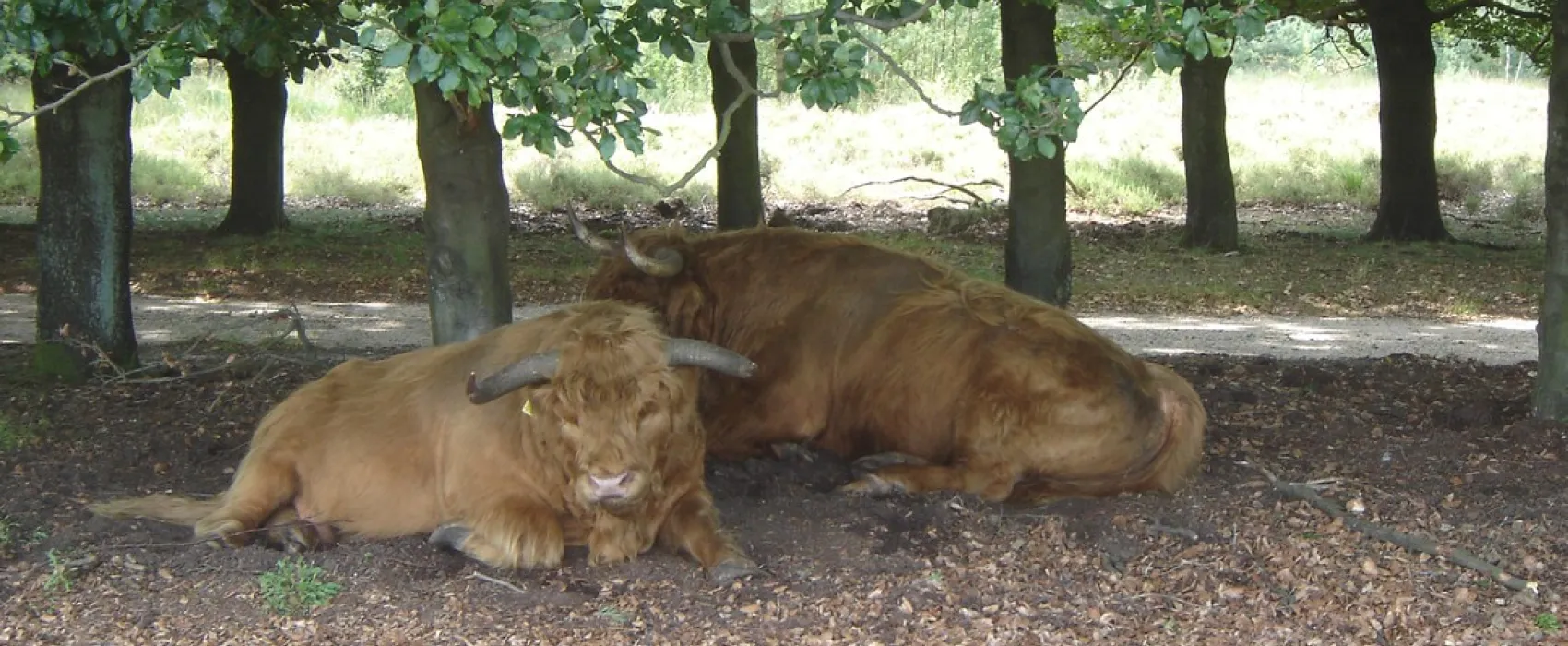 Camping De Dikkenberg