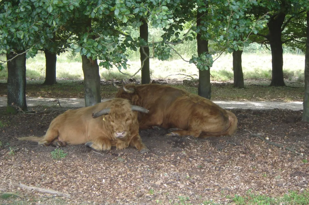 Camping De Dikkenberg