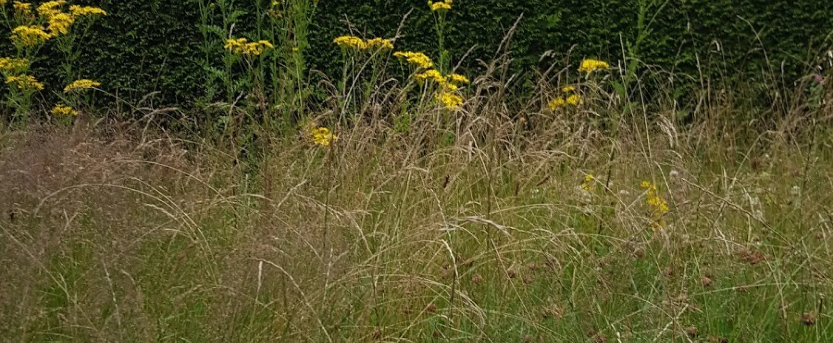 Freizeitzentrum Waldesruh