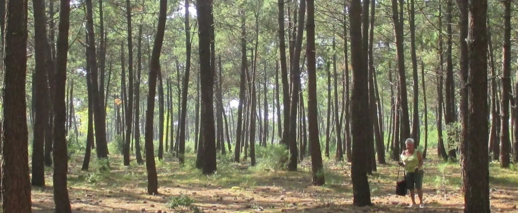Camping Municipal Les Chardons Bleus