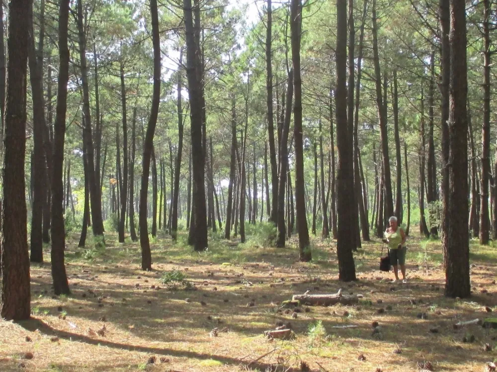 Camping Municipal Les Chardons Bleus