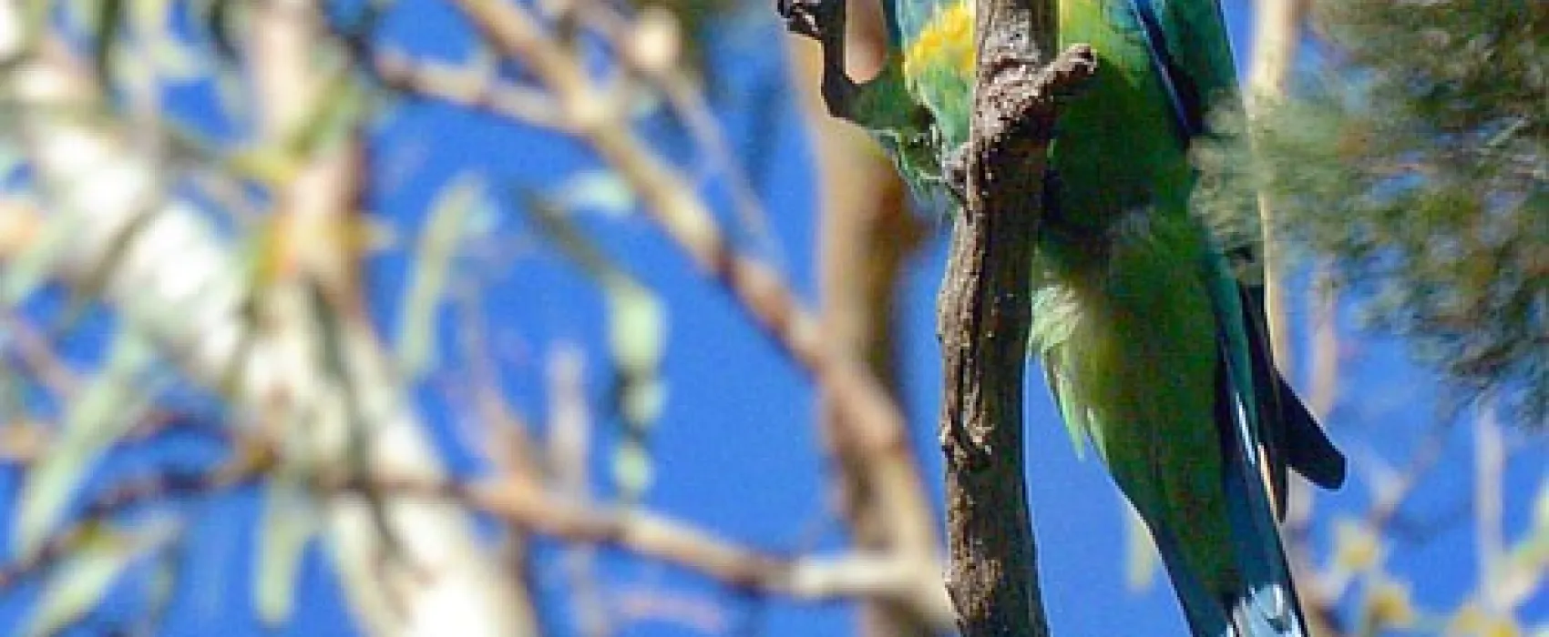 Mambray Creek Campground