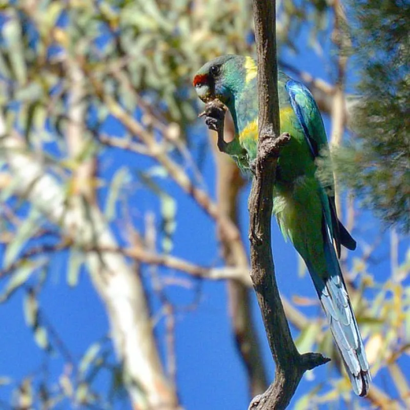 Mambray Creek Campground
