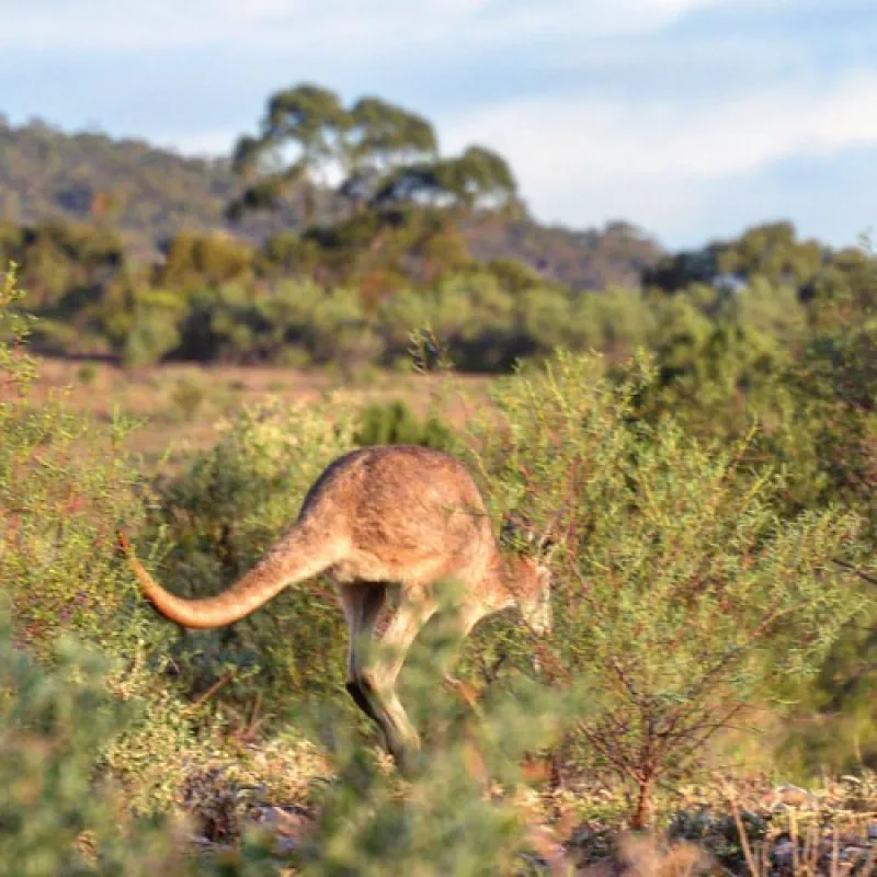 Mambray Creek Campground