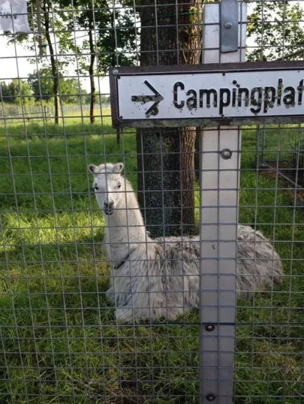 Campingplatz-Neuengland
