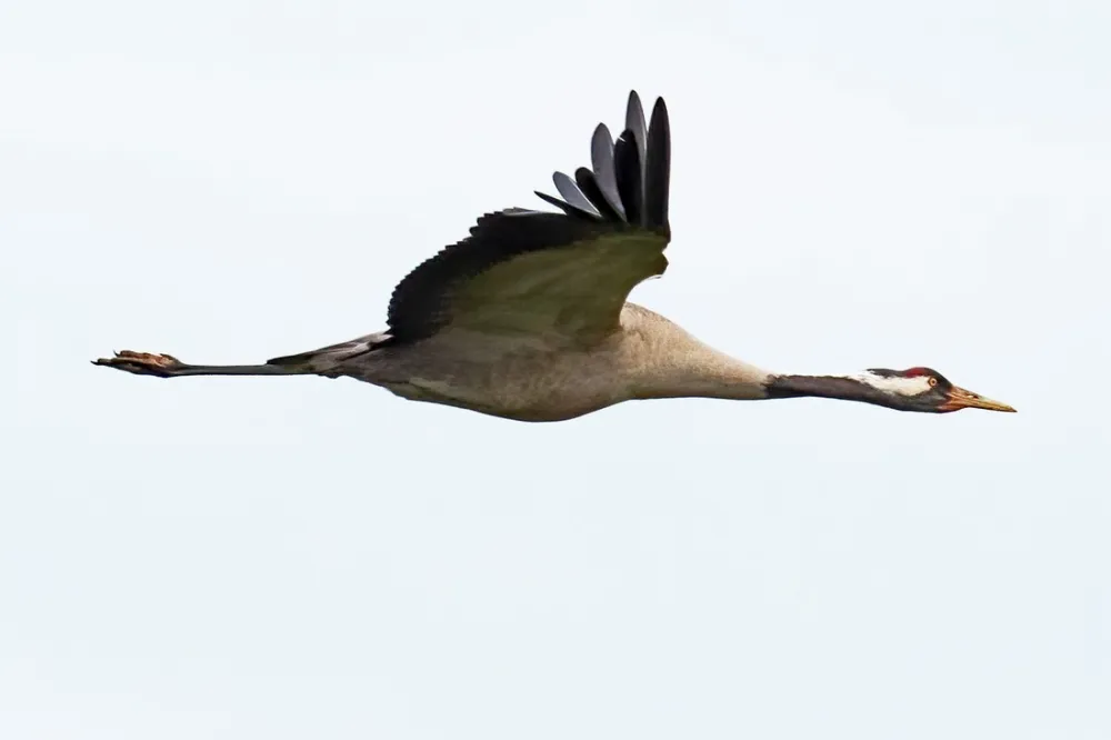 Natuurkampeerterrein Oude Willem