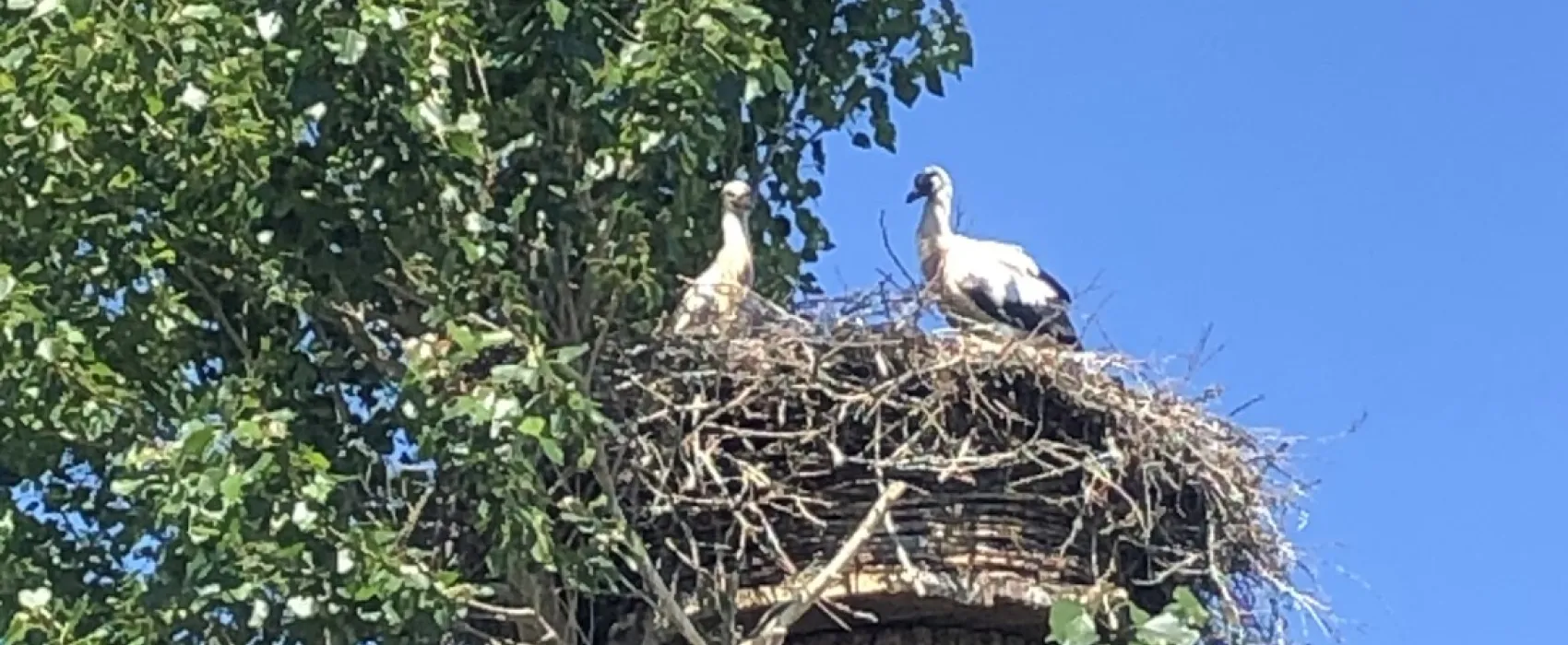 Natuurkampeerterrein Oude Willem